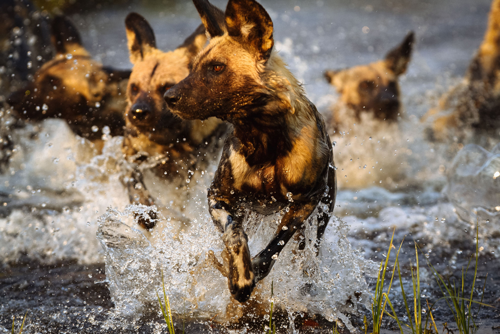 Ruaha National Park