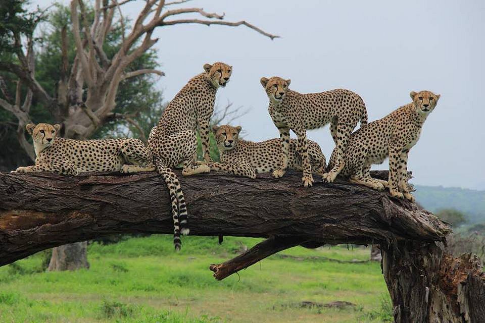 Serengeti