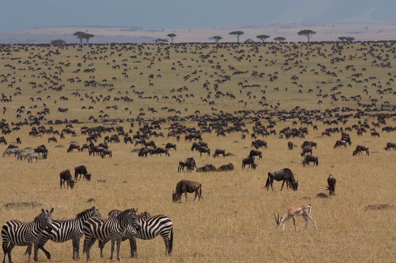 Ngorongoro
