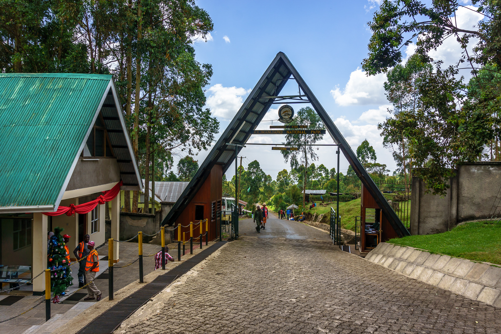 Machame forest