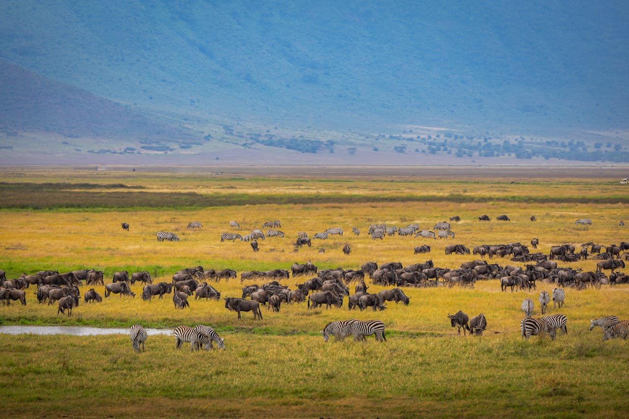 Ngorongoro crater floor