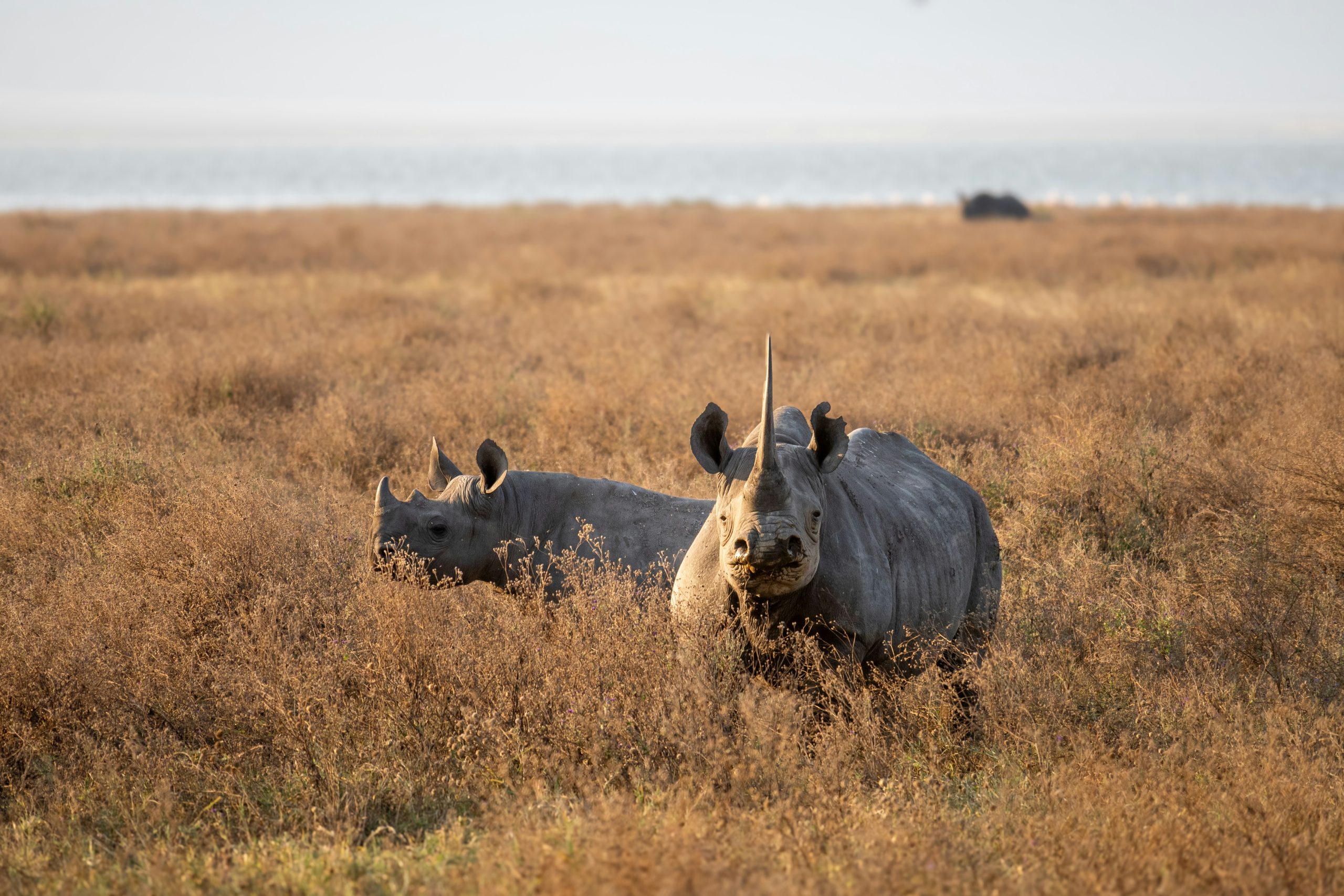 Ngorongoro