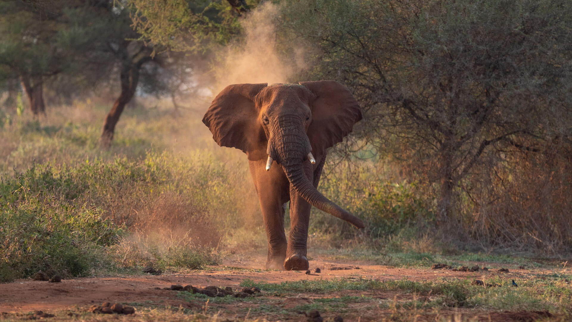 Tarangire elephants near river
